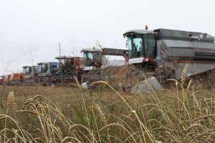 Земледельцы Красноярского края засыпали в закрома более двух миллионов тонн зерна
