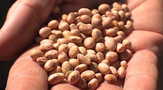 Программа "О хлебе насущном": как выращивают сою в Сибири