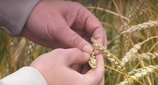 Программа "О хлебе насущном": трудности уборочной кампании