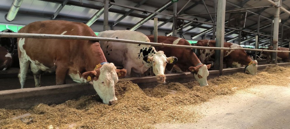 Кормозаготовительная кампания в Красноярском крае выполнена на 40 процентов