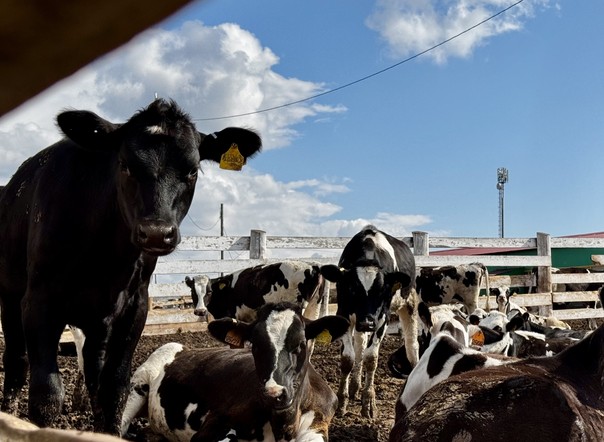 Новая схема мошенничества: запрос данных о поголовье сельскохозяйственных животных от лица «Росстата»