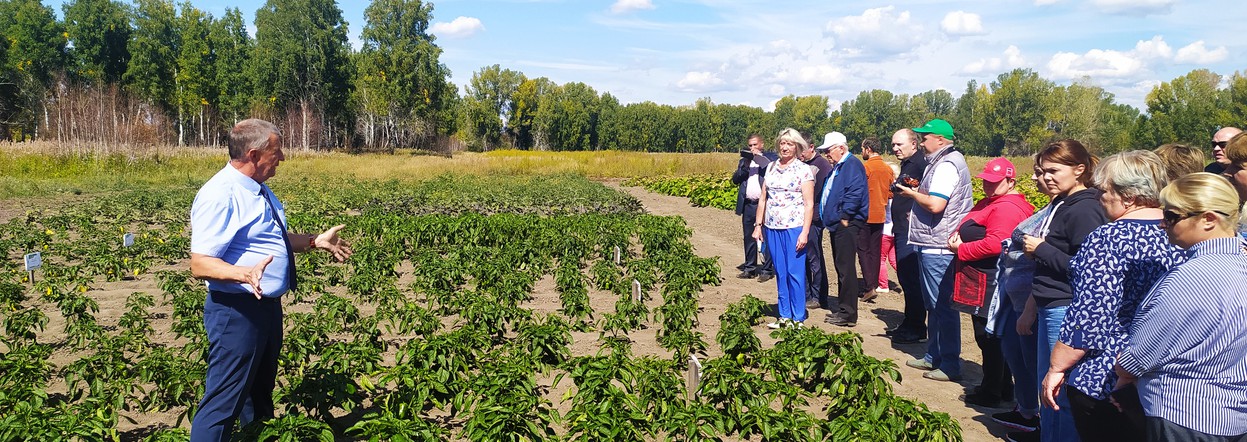 Перспективы развития в Красноярском крае картофеле- и овощеводства обсудили на Дне овощного поля