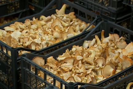 Программа "О хлебе насущном": разгар грибного сезона и заготовка папоротника