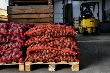 Принят краевой закон об агрокомплексе: в Красноярском крае будут поддерживать картофелеводов, развивать животноводство и племенное дело