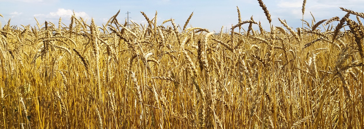 Хозяйства Красноярского края получили более 350 миллионов рублей на производство масличных и зерновых культур
