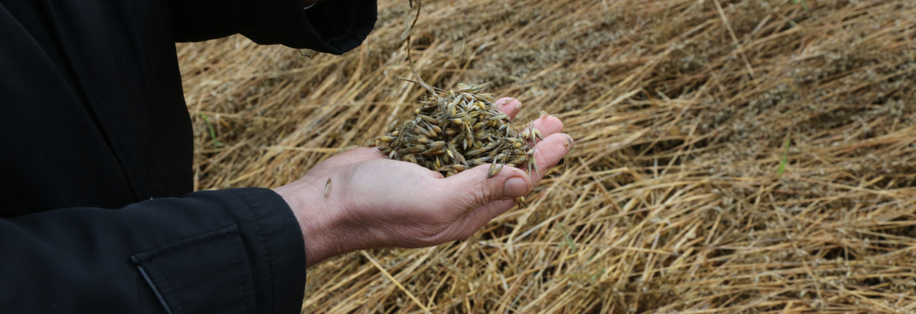 Трудный урожай 2024 года