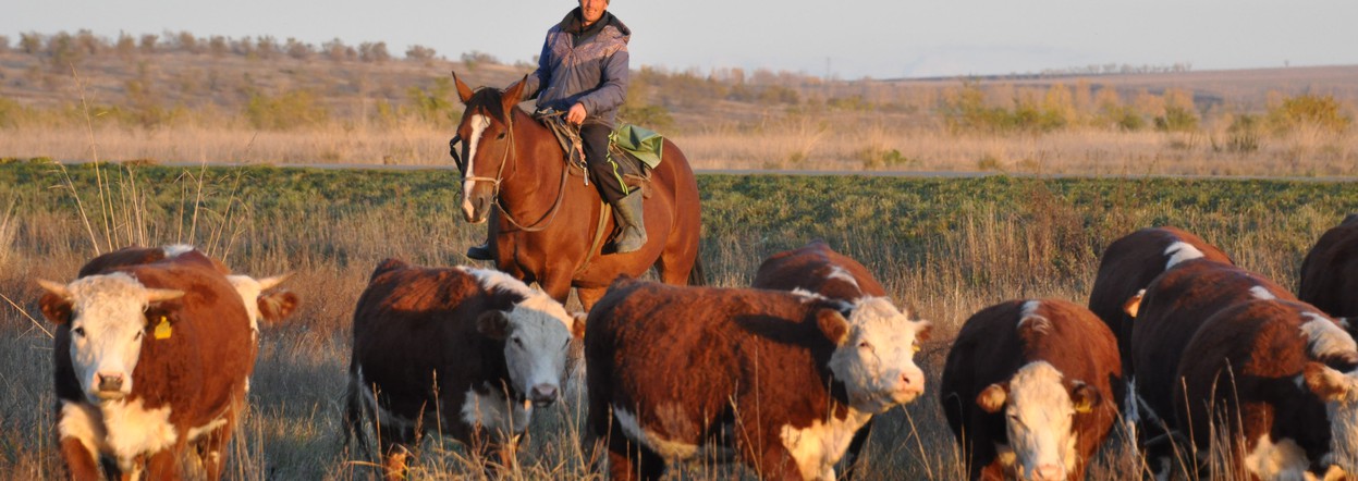 Фермеры Красноярского края получили 90 миллионов рублей на создание и развитие агробизнеса