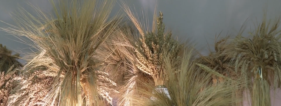 «О хлебе насущном»: Поля аграрной науки