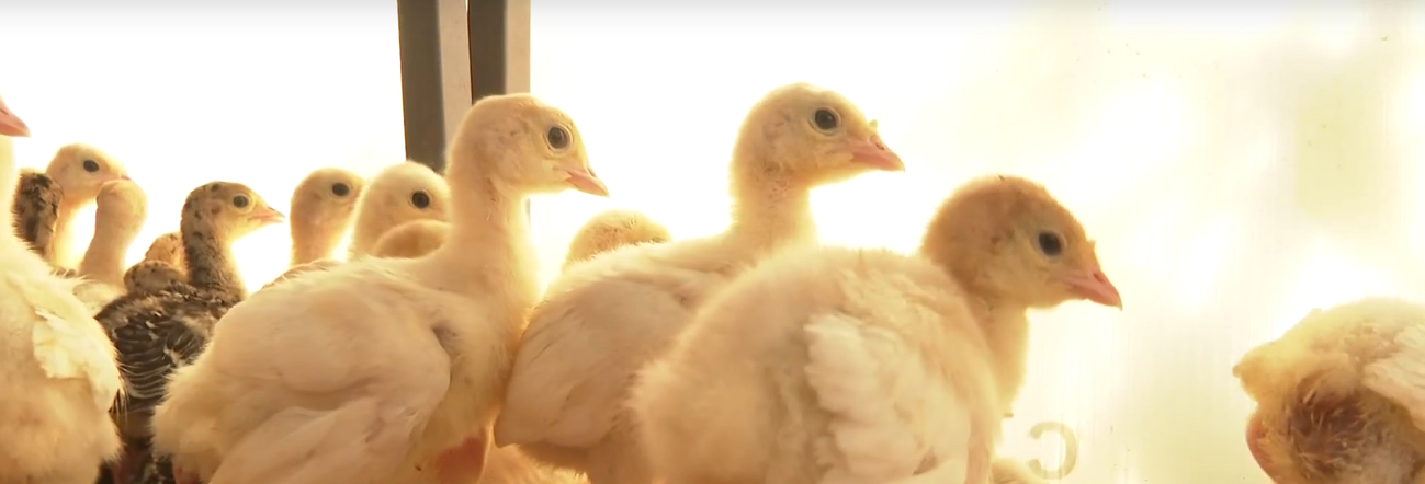 Программа "О хлебе насущном": как устроена индюшиная домашняя ферма