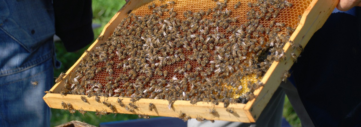 Как предотвратить гибель пчёл?