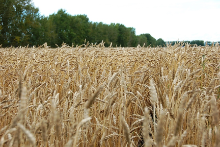 Красноярские аграрии собрали два миллиона тонн зерна
