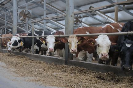 Предприятия АПК края получили господдержку на создание молочной фермы и покупку маркировочного оборудования