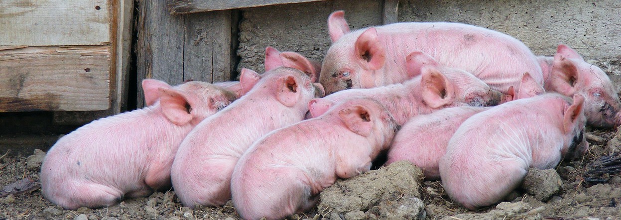 Программа "Знак земли": пострадавшим от африканской чумы свиней в крае возместят ущерб
