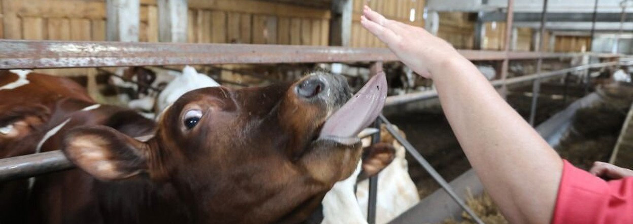 Сельхозкооперативы края получат более 63 миллионов рублей за закупленные у владельцев личных подворий мясо и молоко