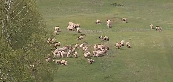 Программа "О хлебе насущном": селекция овец фермера Похабова, сад вековых яблонь
