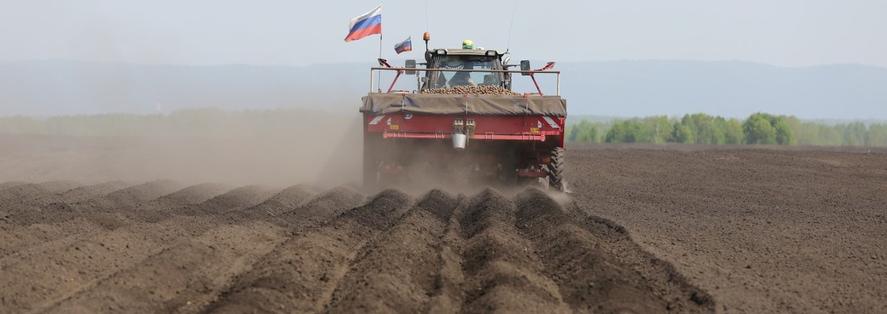 Производители картофеля и овощей в Красноярском крае получили более 37 миллионов господдержки