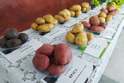 Программа "Знак земли": перспективы развития в крае картофеле- и овощеводства
