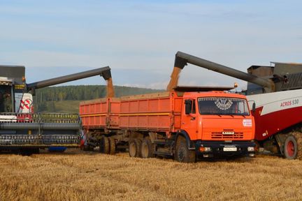 Земледельцы Красноярского края начали убирать зерновые культуры