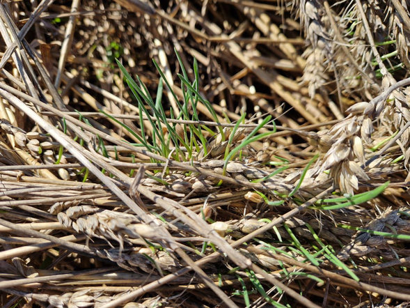 Из-за сложных погодных условий во время уборочной в Красноярском крае вводится режим чрезвычайной ситуации