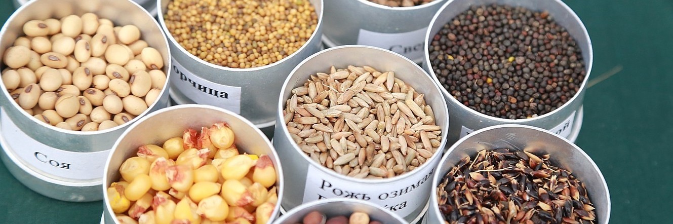 Хозяйства Красноярского края получат господдержку на элитное семеноводство