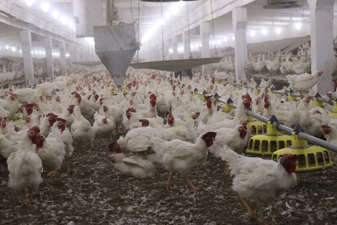 Сельхозпредприятия Красноярского края за пять лет на 54% увеличили производство мяса птицы