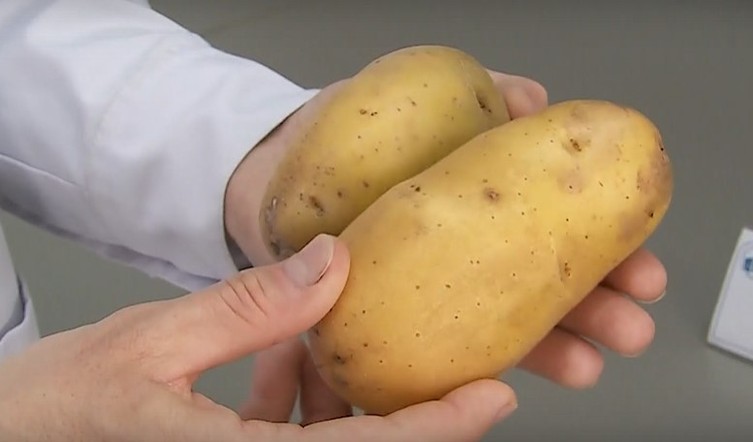 Программа "О хлебе насущном": лучшие сорта картофеля для Сибири