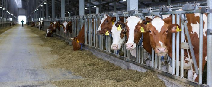 Михаил Котюков посетил животноводческий комплекс Краснотуранского района