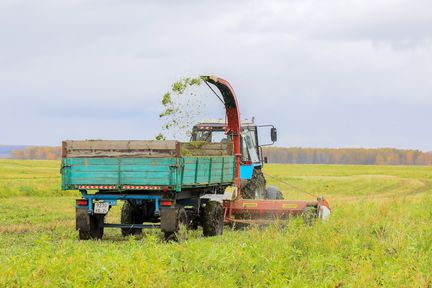В Красноярском крае началась заготовка кормов для сельхозживотных