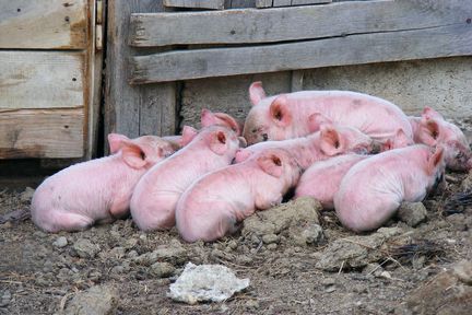 Программа "Знак земли": пострадавшим от африканской чумы свиней в крае возместят ущерб