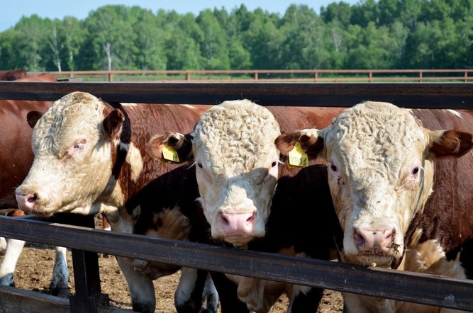 Программа "Знак земли": о гранте "Агростартап" на создание и развитие небольшого хозяйства