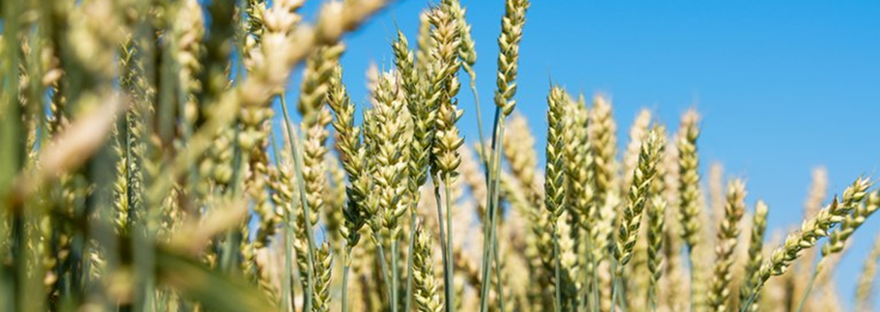 Леонид Шорохов сообщил о ценах на зерно и об отгрузке краевой сельхозпродукции