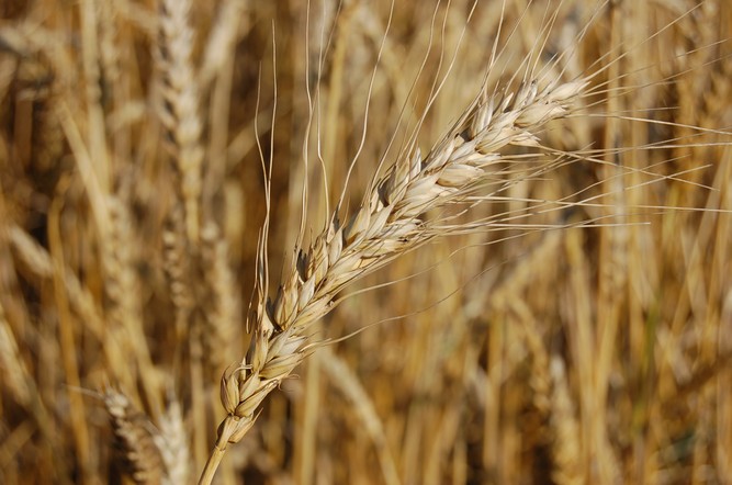 Объявление о проведении конкурса авторских работ журналистов средств массовой информации на лучшее освещение деятельности агропромышленного комплекса края и вопросов развития сельских территорий края