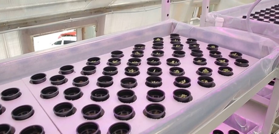 Программа "О хлебе насущном": теплица на крыше и старт сезона посадки овощей