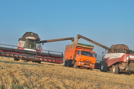 Более половины зернопроизводящих районов Красноярского края включились в уборочную