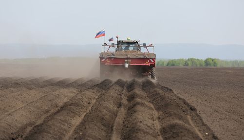 Производители картофеля и овощей в Красноярском крае получили более 37 миллионов господдержки