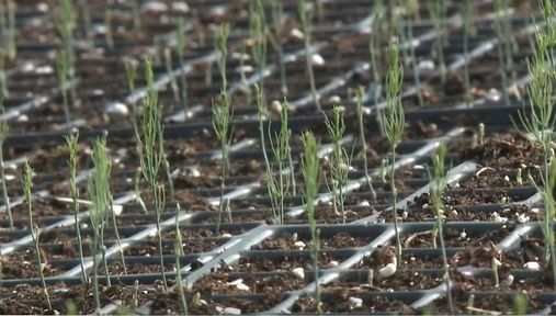 Программа "О хлебе насущном" (25.06.2022)