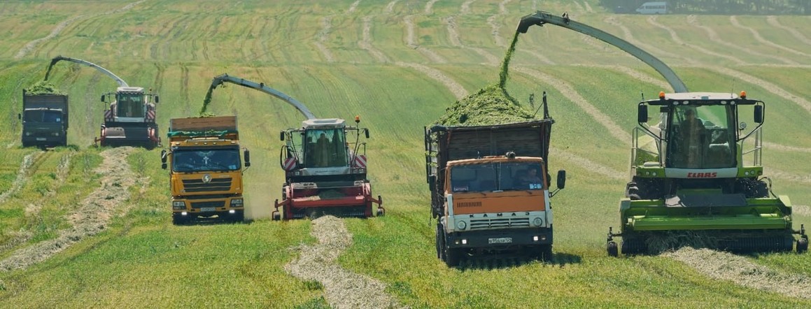 Аграрии Красноярского края начали запасать силос