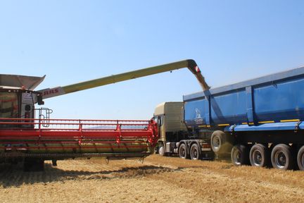 Аграрии Красноярского края собрали более полумиллиона тонн зерна